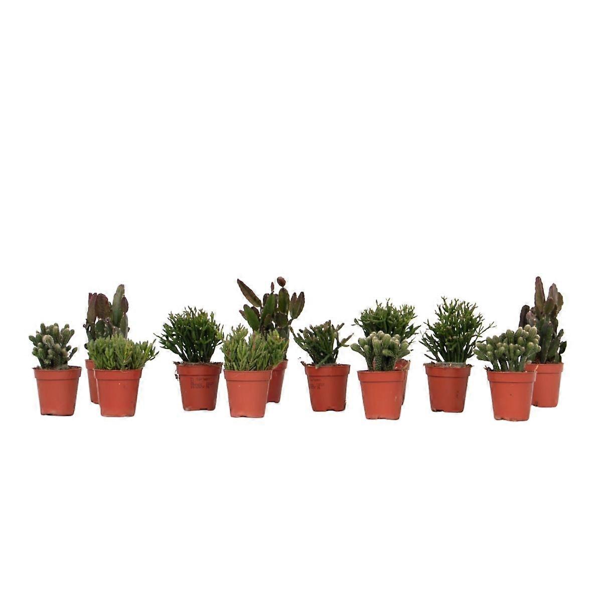 Mistletoe cactus - Set of 12 - Rhipsalis - Height 8-12cm - ø5.5cm