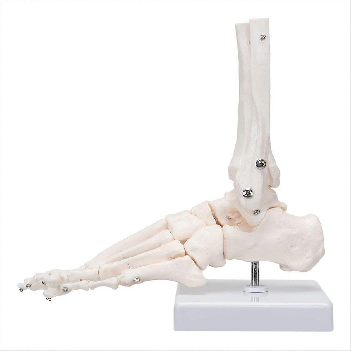 Foot Skeletal Model,, Metatarsal and Phalanges of the Human Left Foot, Simulating Natural Motion