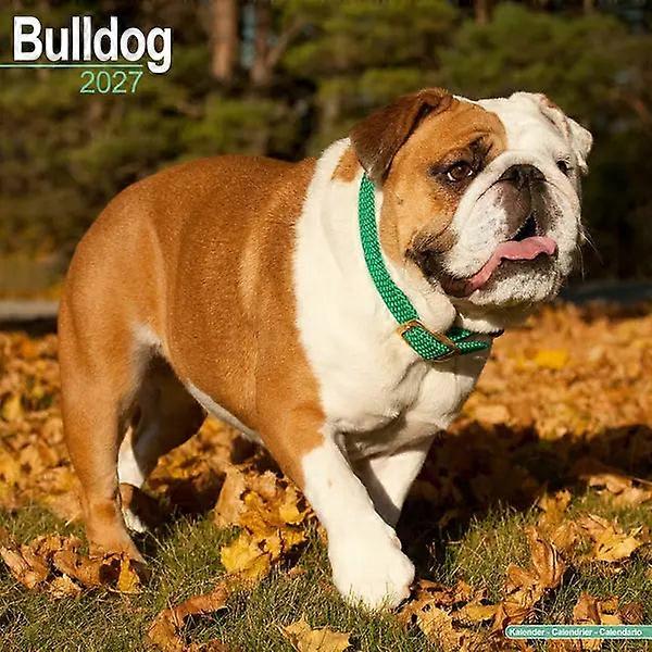 Avonside English Bulldog Calendar 2026