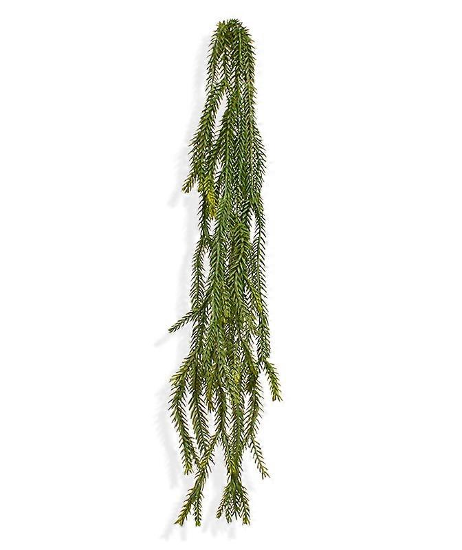 Sparris Foxtail trailingplant (60 cm)