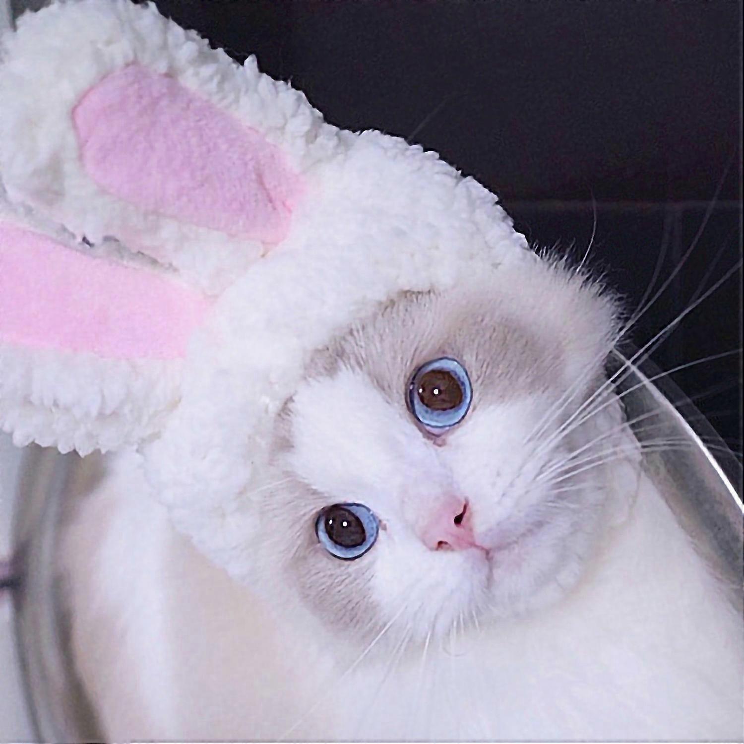 Pet Hat Light Weight Polyester Soft Comfortable Portable Cute Cat Cap for Cats Dogs White Rabbit