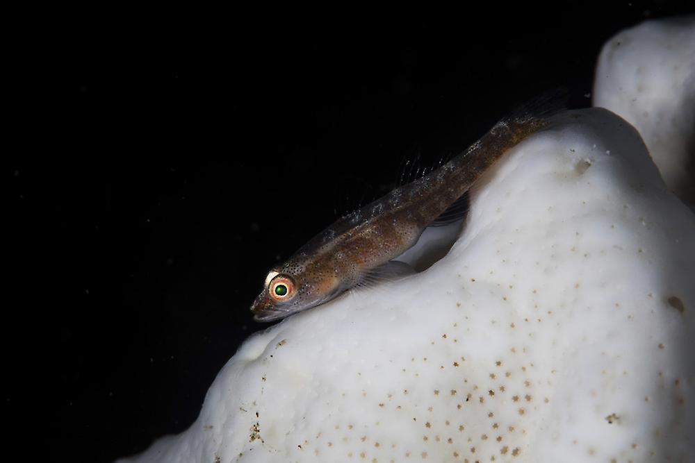 A small ghost goby lies on a sponge. Poster