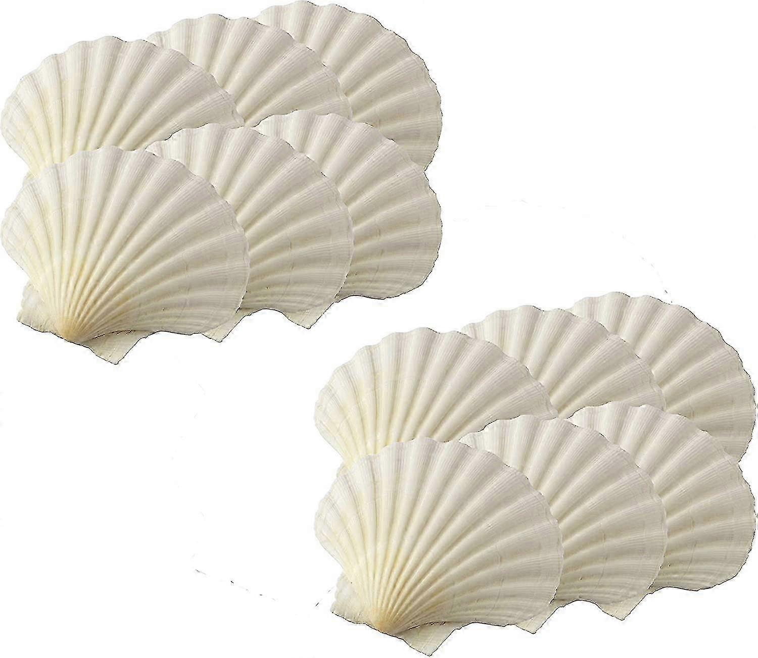 Conjunto de 12 forminhas de concha natural de 8,25 cm (3,25 polegadas) para confeitaria e sobremesas.
