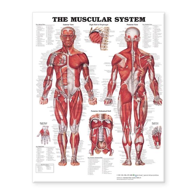 The Muscular System Giant Chart Wallchart Book