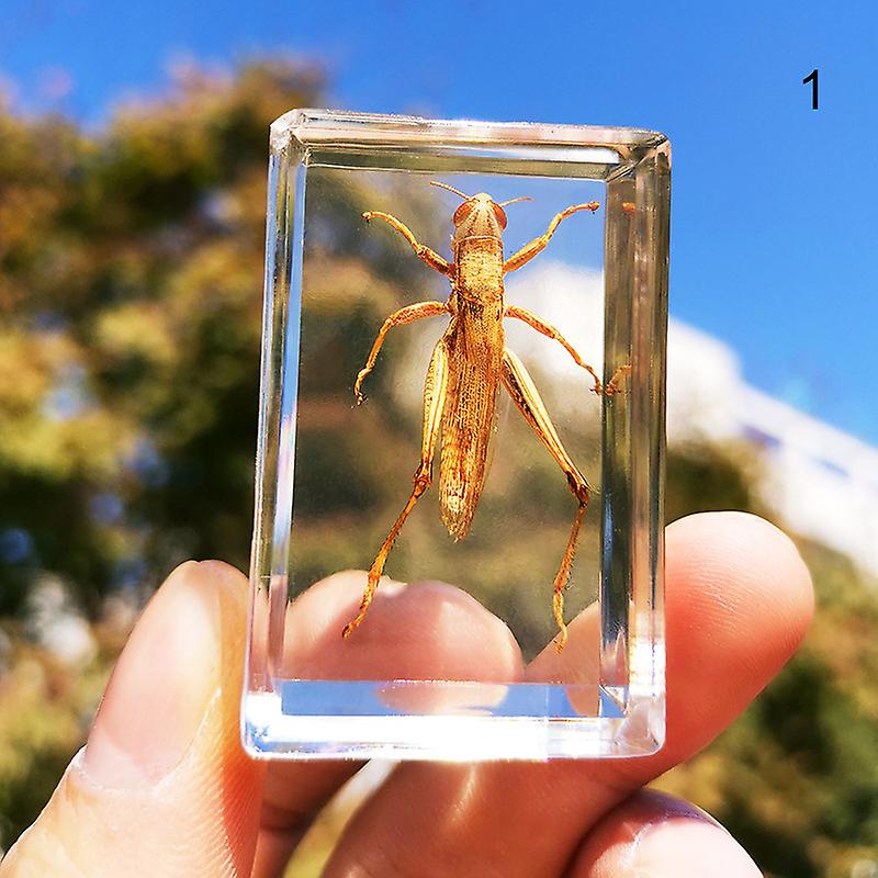 Beautiful Insect In Resin Animal Collection Paperweight