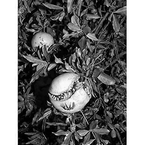 Jacopo Benassi: Retratos de Bolonha