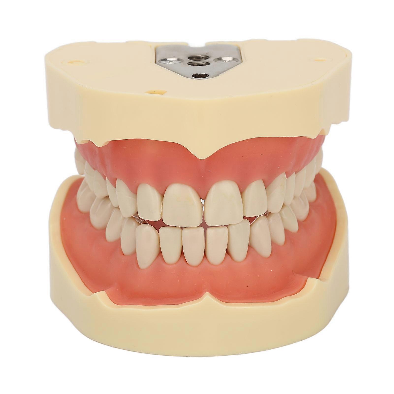 Dental Teeth Model 28 Teeth Screw Fixing Soft Gum Simulation Alignment Teaching Demonstration Dentist Model