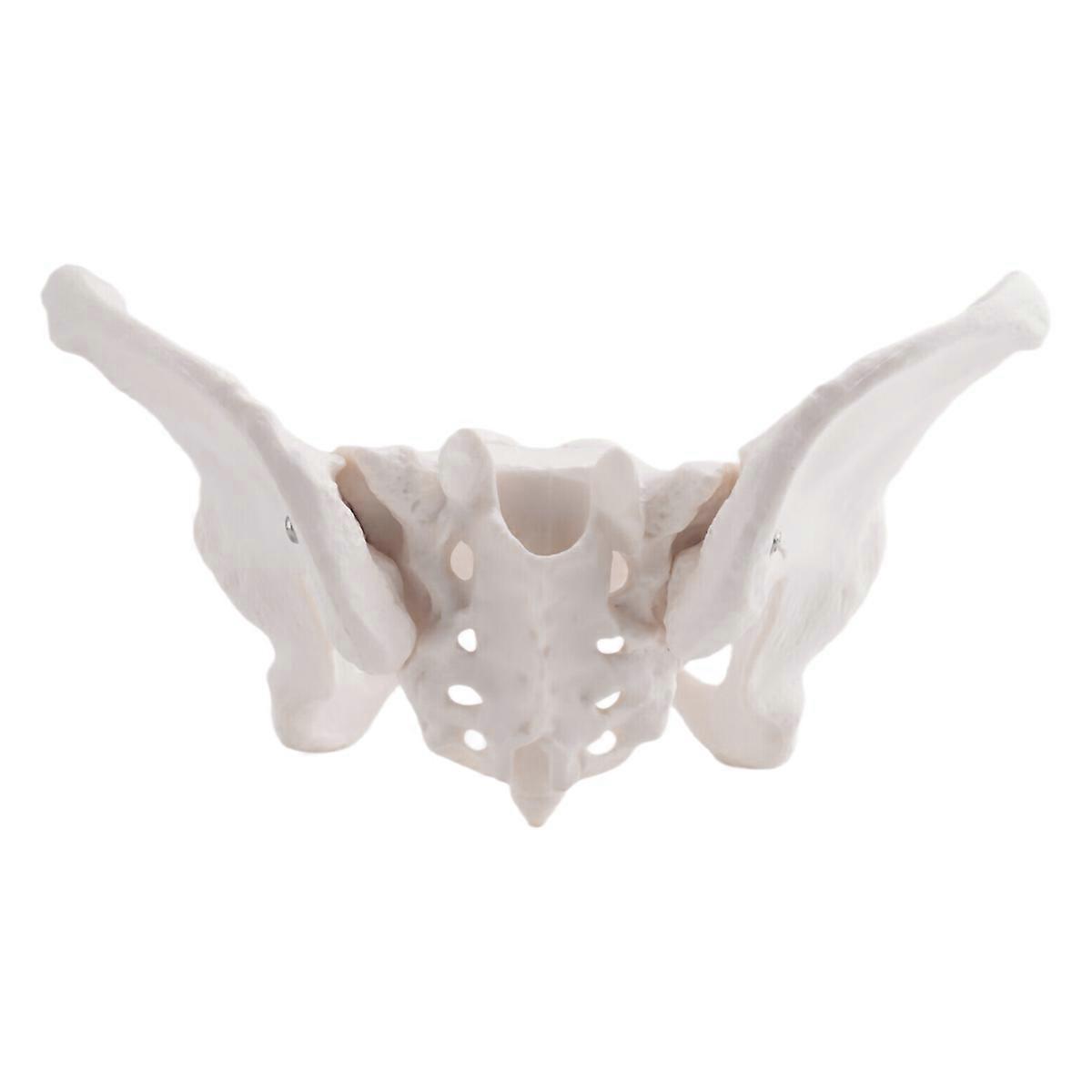 Life Size Female Pelvis Model, Hip Model - Female Anatomy Model,