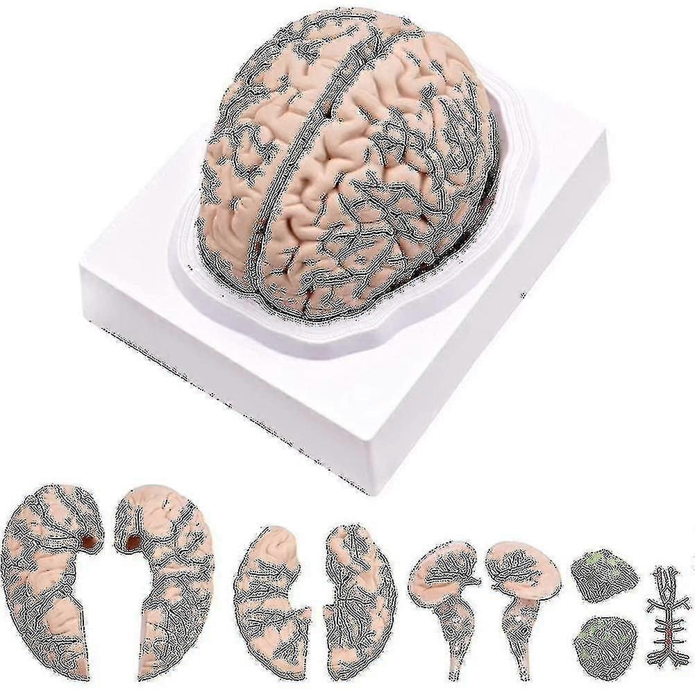 Human Brain, Life Size Human Brain Anatomy modell med Display Base, For Science Classroom Study