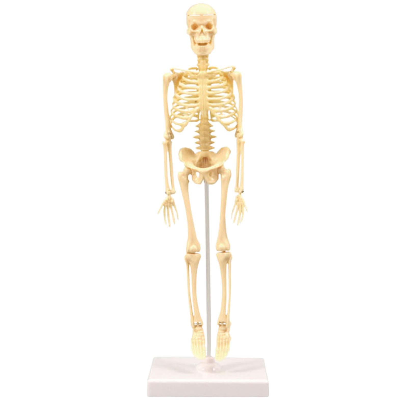 Skeleton Model Practical Ability Smooth Plastic Biological Science Learning Kit For Kids