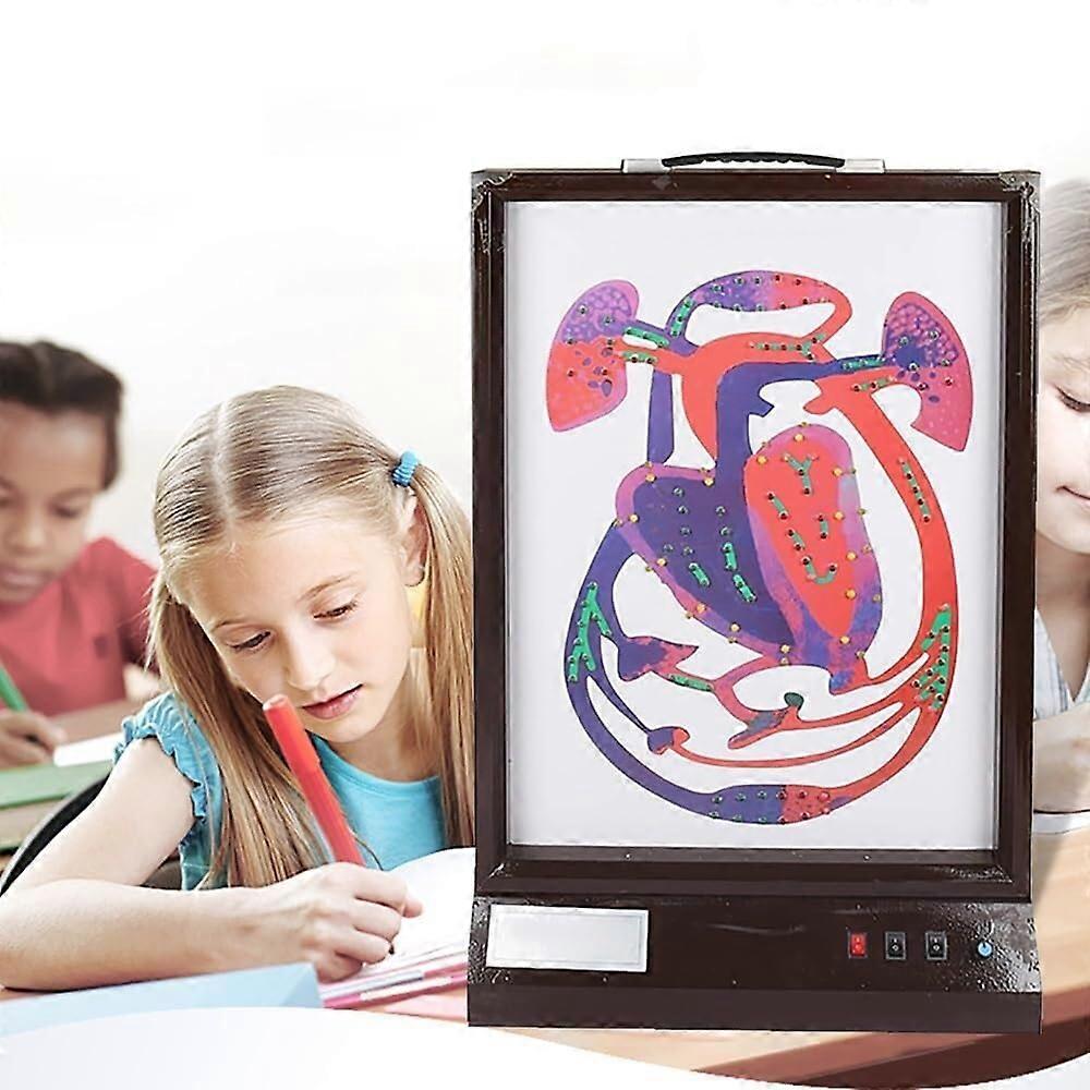 Human Heart Model with LED Light, Adjustable Speed, Realistic Heartbeat Simulation for Classroom Teaching