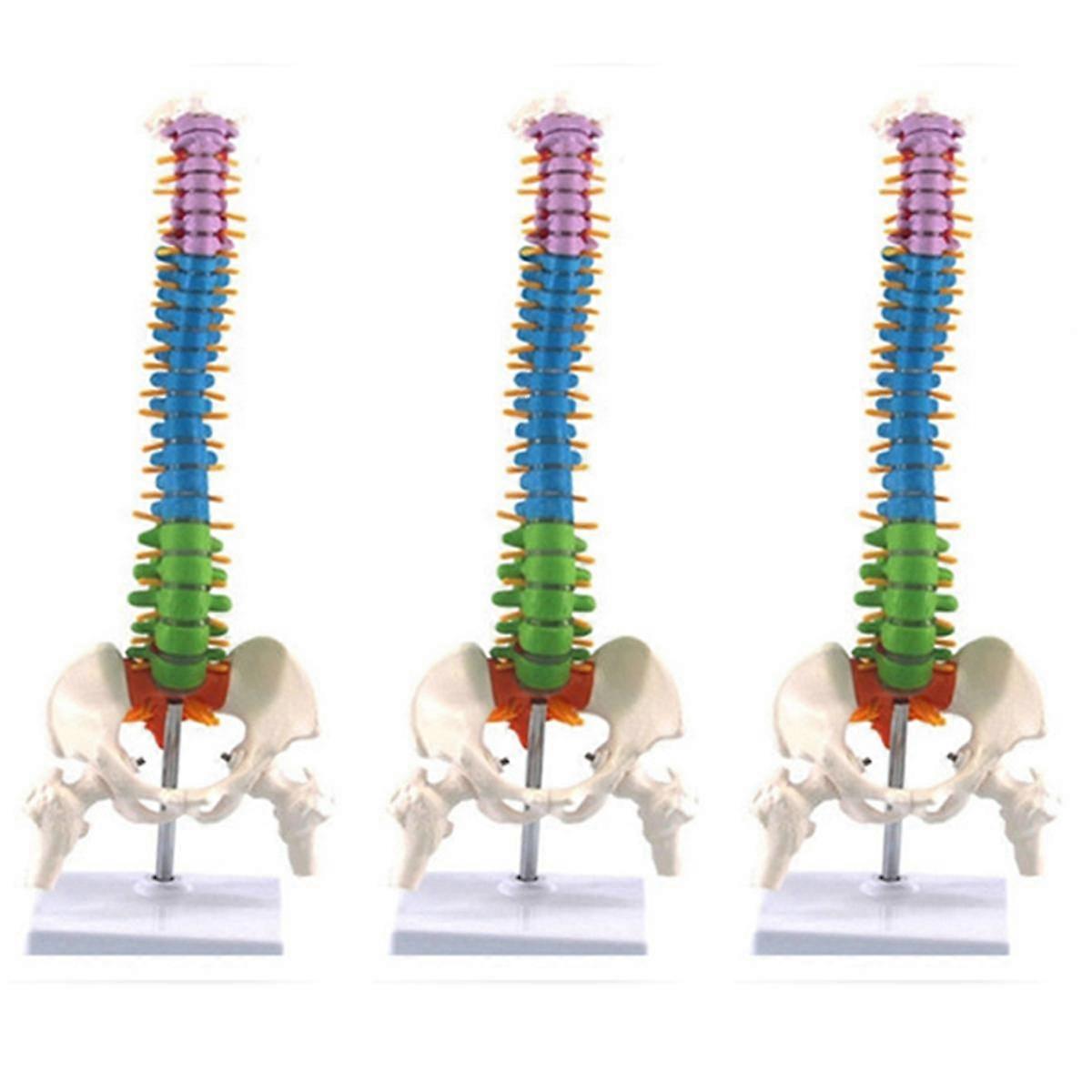 3pcs 45cm with Pelvic Human Anatomical Anatomy Spine Spinal Column Model Teaching Resources for Stu