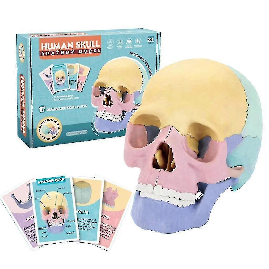 Human Skull Model For Demonstrating Medical Skull Model Anatomy Skull Model