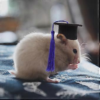 Hamster Hats Decorative Mini Graduation Caps for Pets 2Sets Wear-Resistant and Adorable