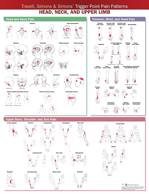 Travell Simons Amp Simons Trigger Point Pain Patterns Wall Chart Wallchart Book