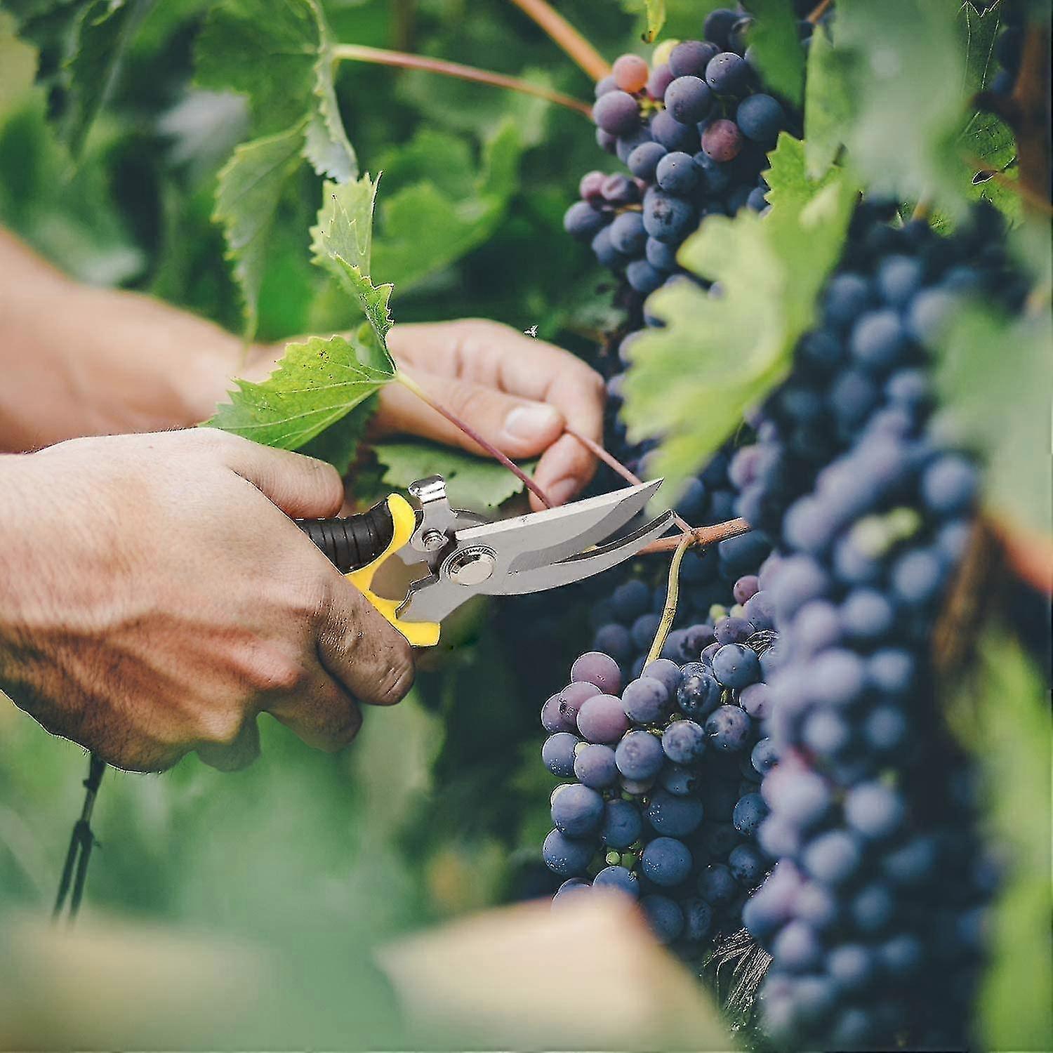 Pruning Shears - Garden Shears Pruning Shears