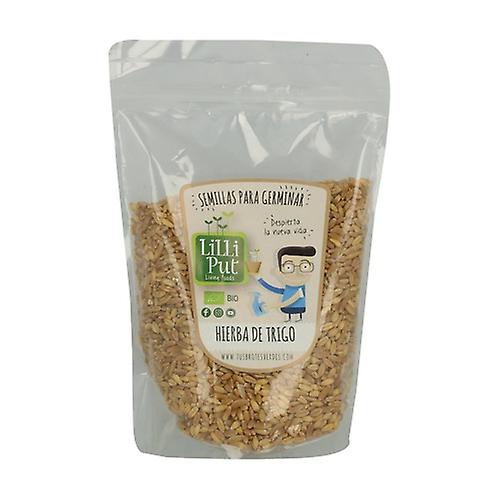 Organic Wheat Grass Seeds for Germination 500 g