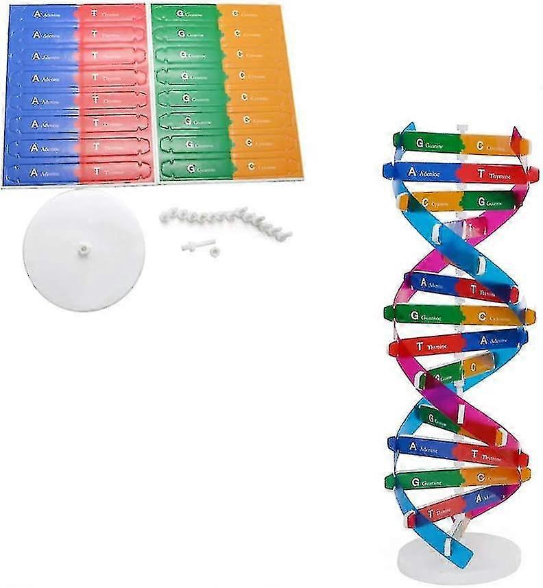 Kit Modello Del DNA A Doppia Elica – Modello Scientifico 3D Per Insegnamento Della Biologia, 200x600 Mm, Con Basi E Legami, Per Scuole E Università - 5