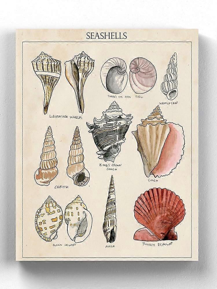 Seashell Sketch Ii Wrapped Canvas -Naomi McCavitt Designs,-ouyab1692