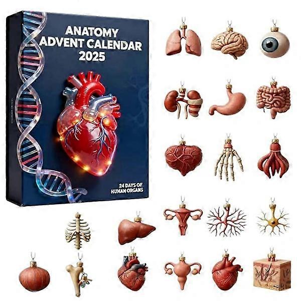 For Advent Calendar 2025 Unique Anatomy Theme for Educational Fun for Doctors Office Display