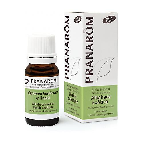 Exotic Basil Essential Oil 10 ml