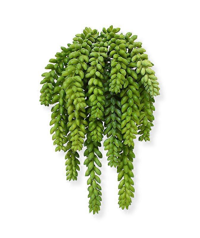 Donkey Tail bouquet (30 cm)