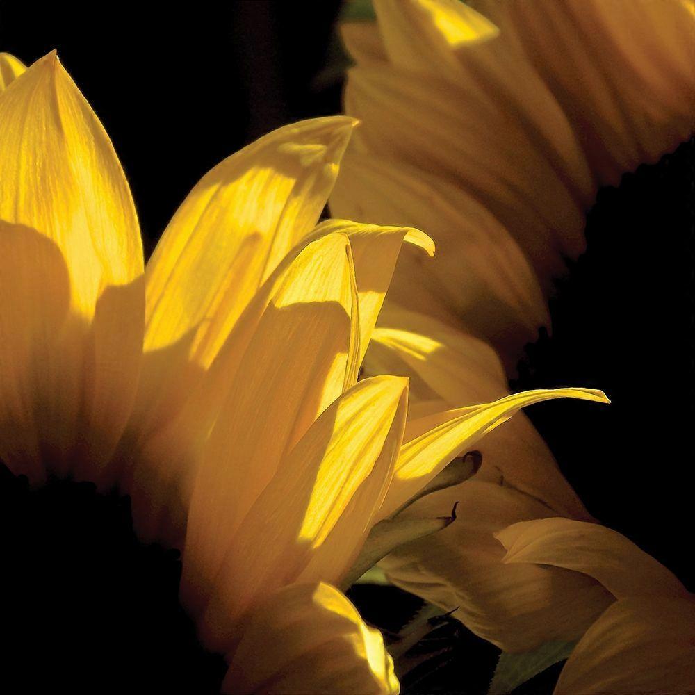 Sunlit Sunflowers V Poster