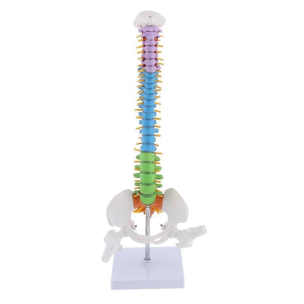 Human Vertebral Column With Pelvis Skeleton Model Medical Anatomical Spine