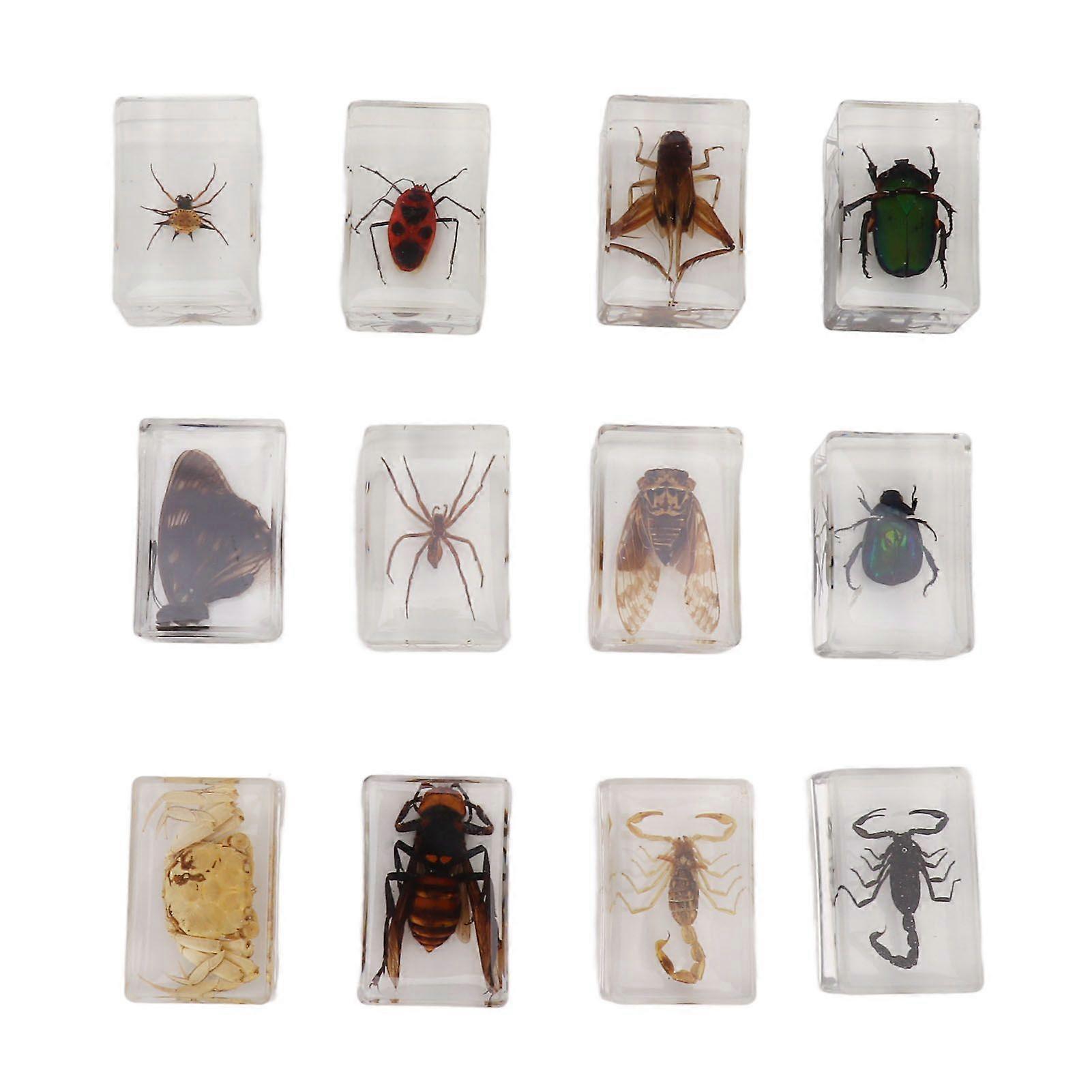 12 Pcs Real Bug Specimens Transparent Resin Science Education Classroom Bug Specimen Sample Tabletop Ornament