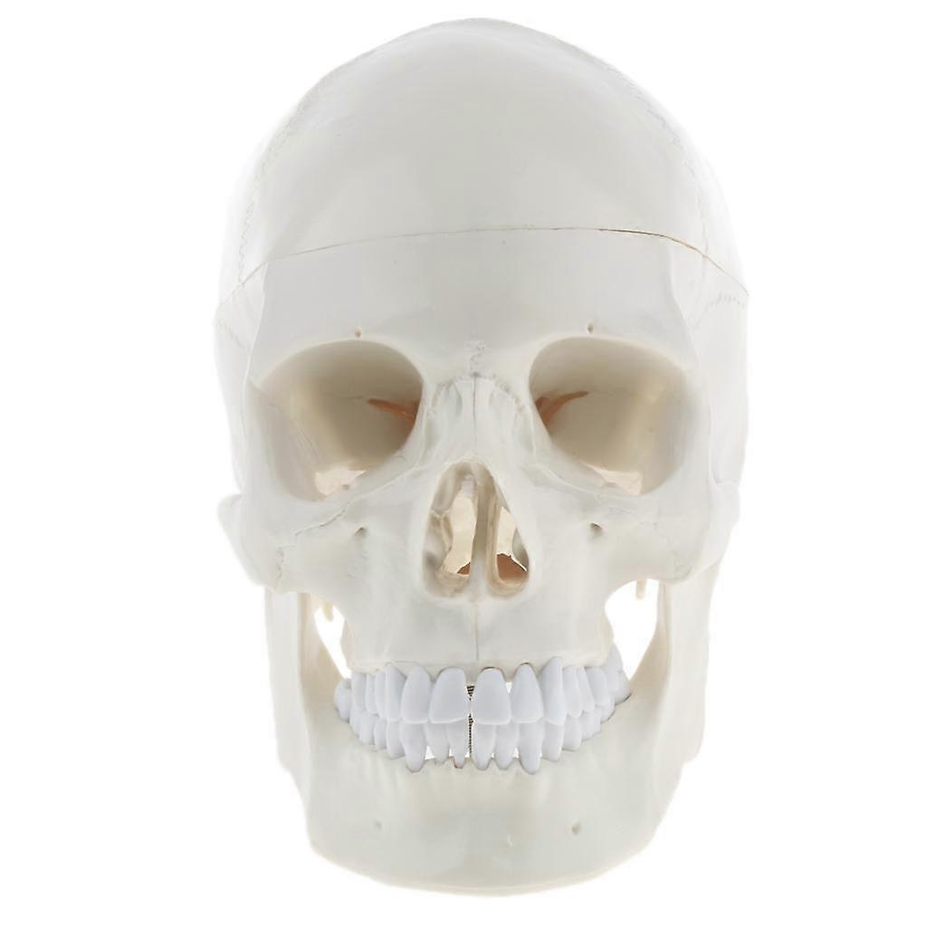 - | Life Size | Sectioned Skullcap | Lines & Full Dentition | Labelled Diagram |