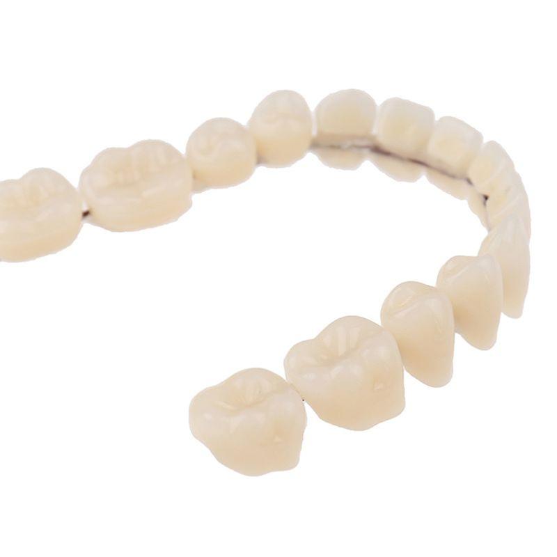 Denture model Teaching tooth model Single set Dental material tooth oral model