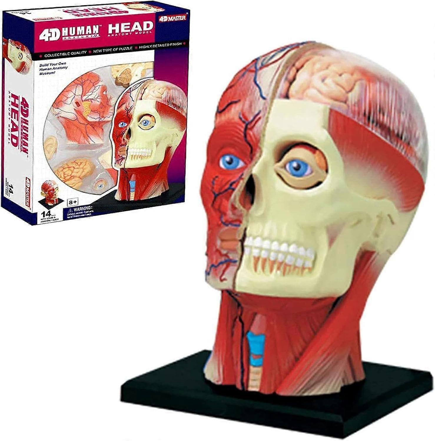 4D Human Head Anatomy Model with Skull Muscles and Nerves for Classroom Teaching