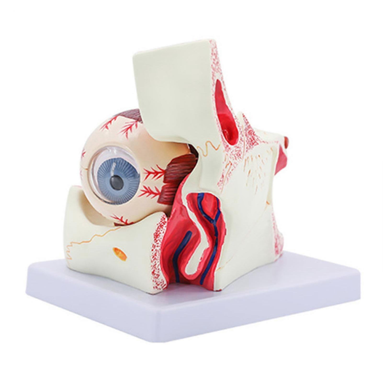 眼疾患研究のための眼球解剖学モデル、6X人間の目の解剖学モデル目の解剖学モデル人間の臓器教育小道具