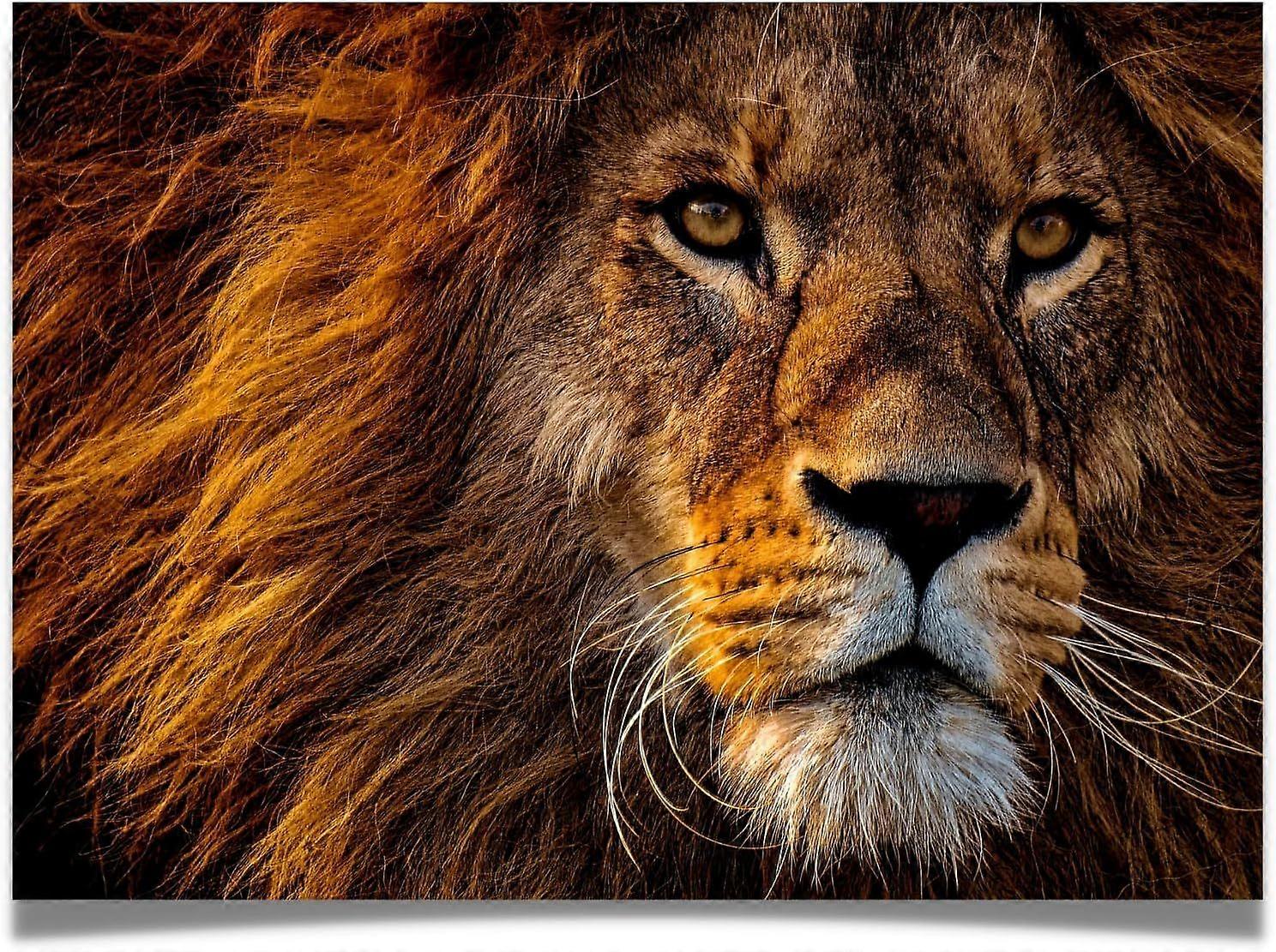 1000 Piezas - Puzzle Mirada de León Estilo 359