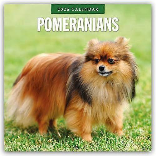 Pomeranians 2026 Square Wall Calendar by Red Robin Paperback