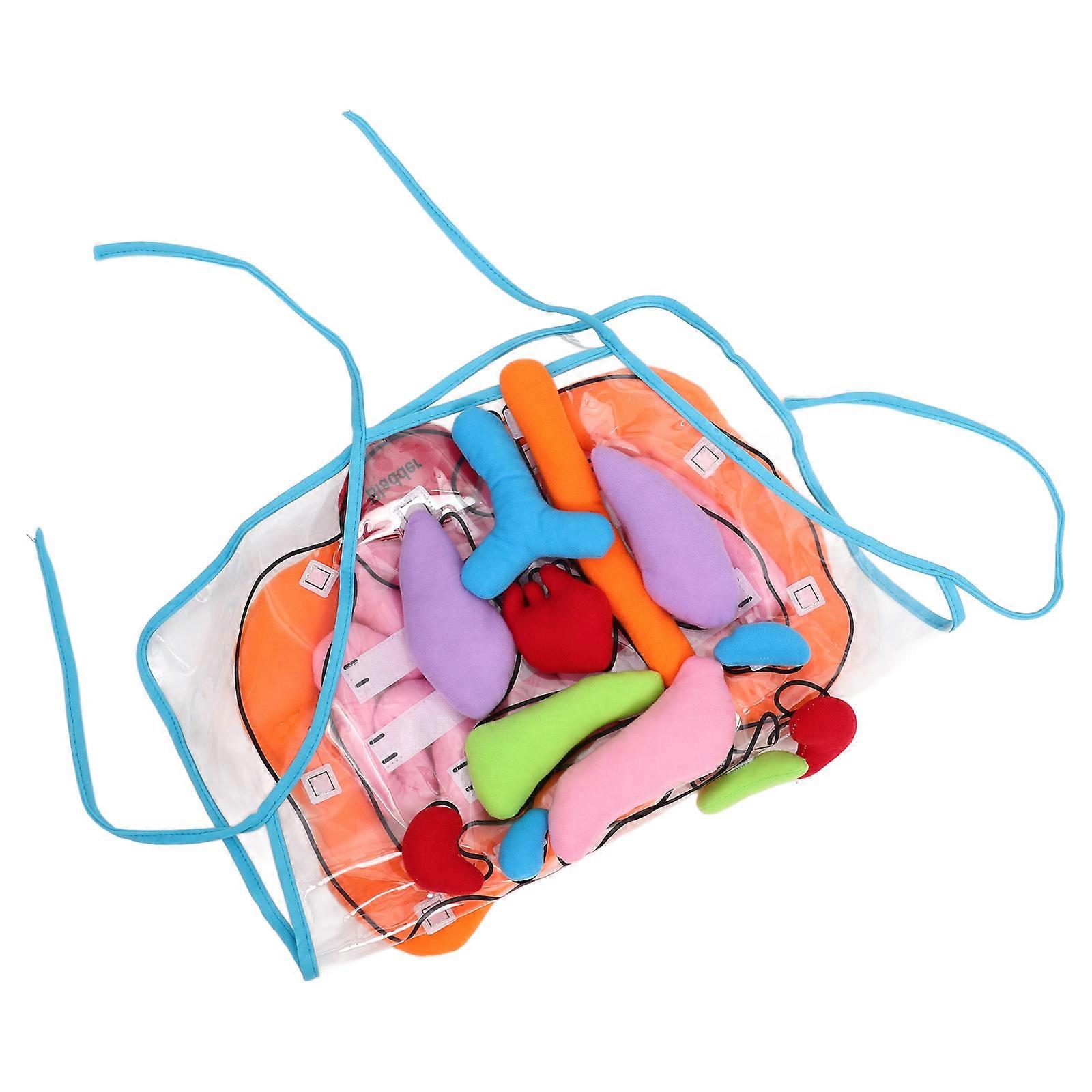 Teaching Apron for Early Education with 2Sets Human Organs Model