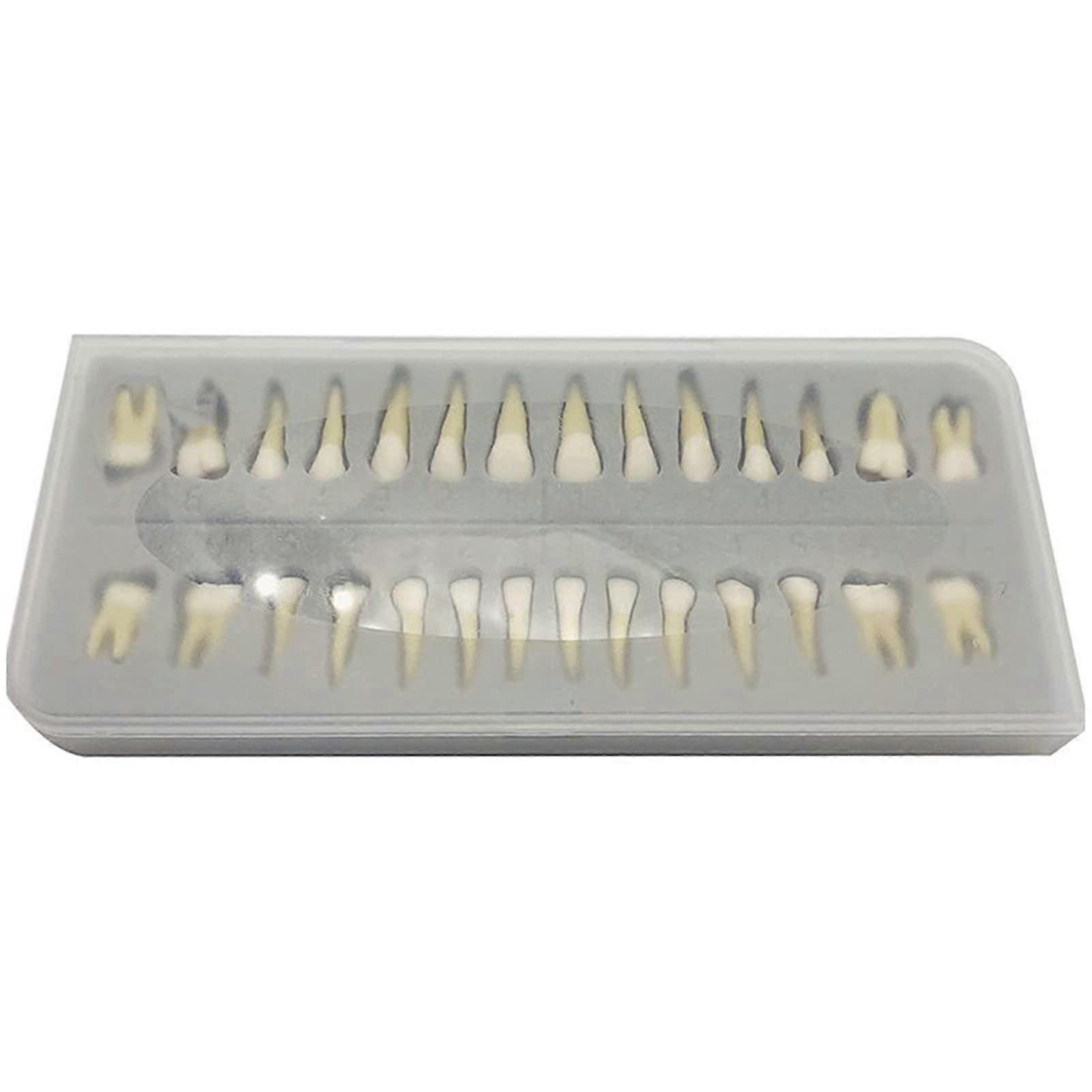 Dental Teeth Model 28 Pcs TwoColor Permanent Tooth Model with Removable Teeth for Study and Training