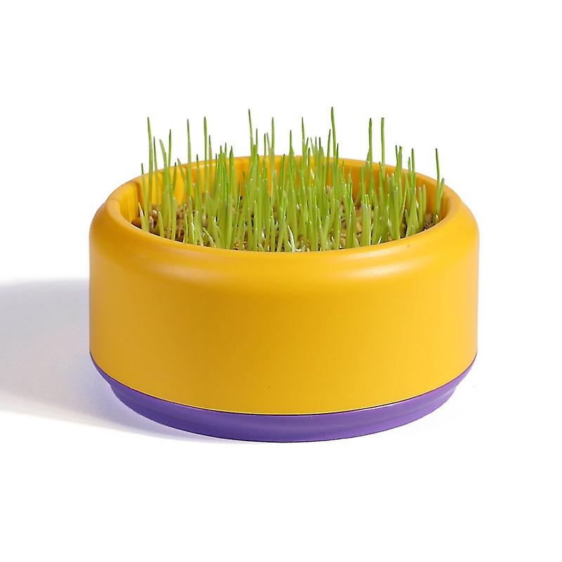 Cat Snack Planting Hydroponic Container Cat Grass Planting Bowl Without Soil