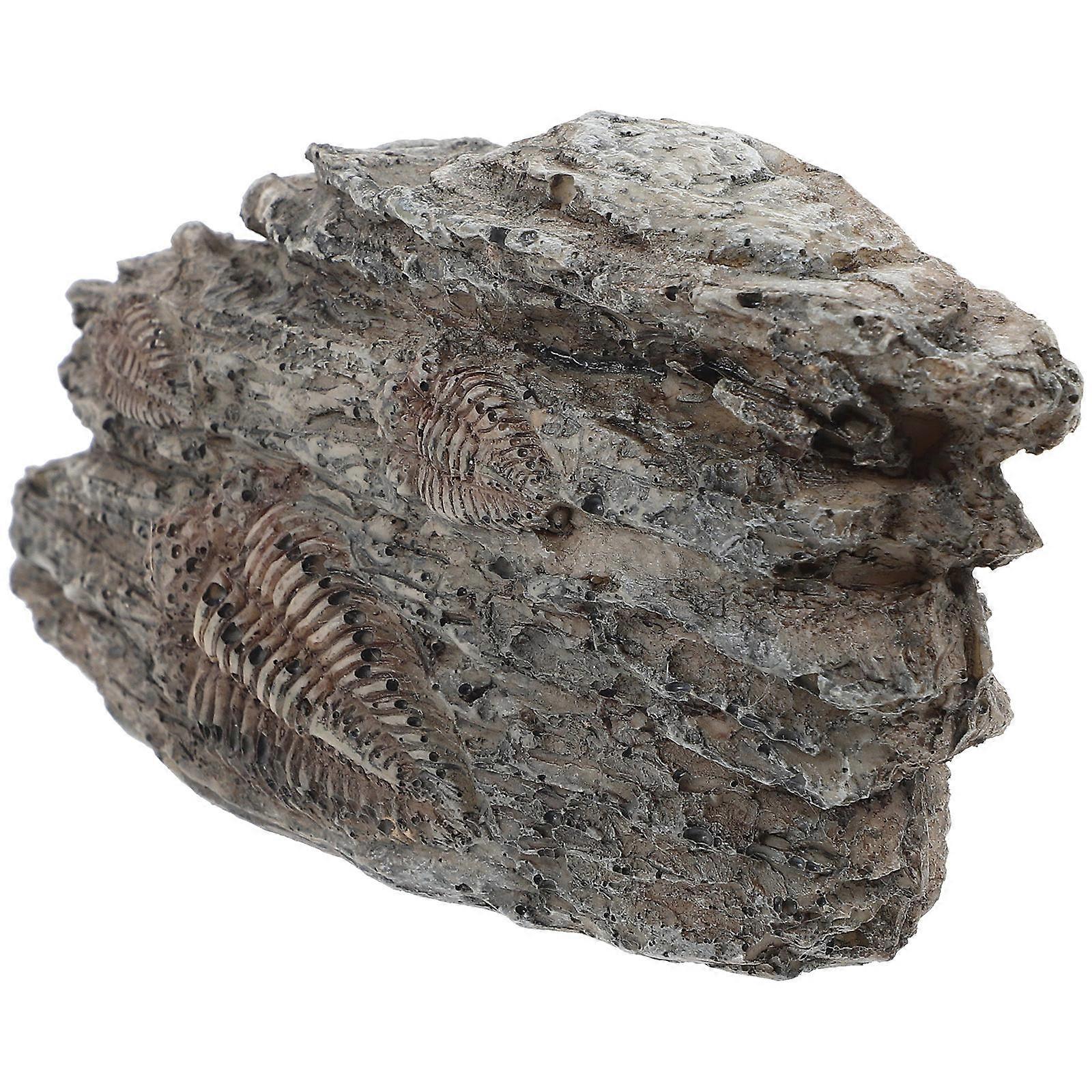 Trilobite for Decor Resin Trilobite Specimen Irregular Shape Paleontological Use present Giving 1Set