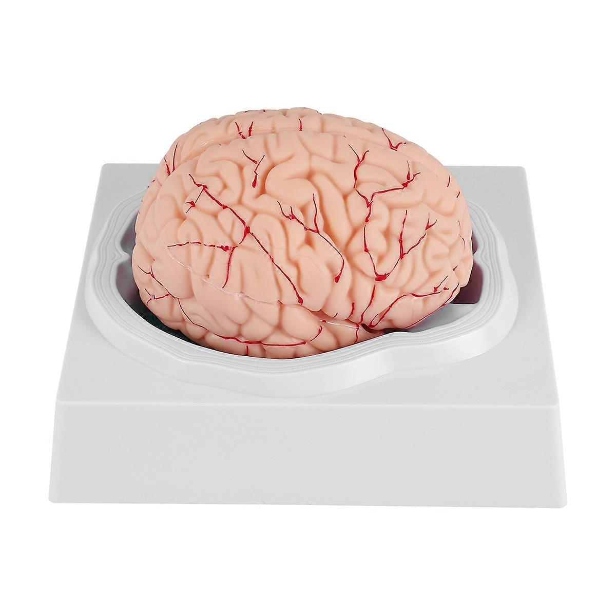 Human Brain Model, with Base for Science Classroom Study & Teaching B