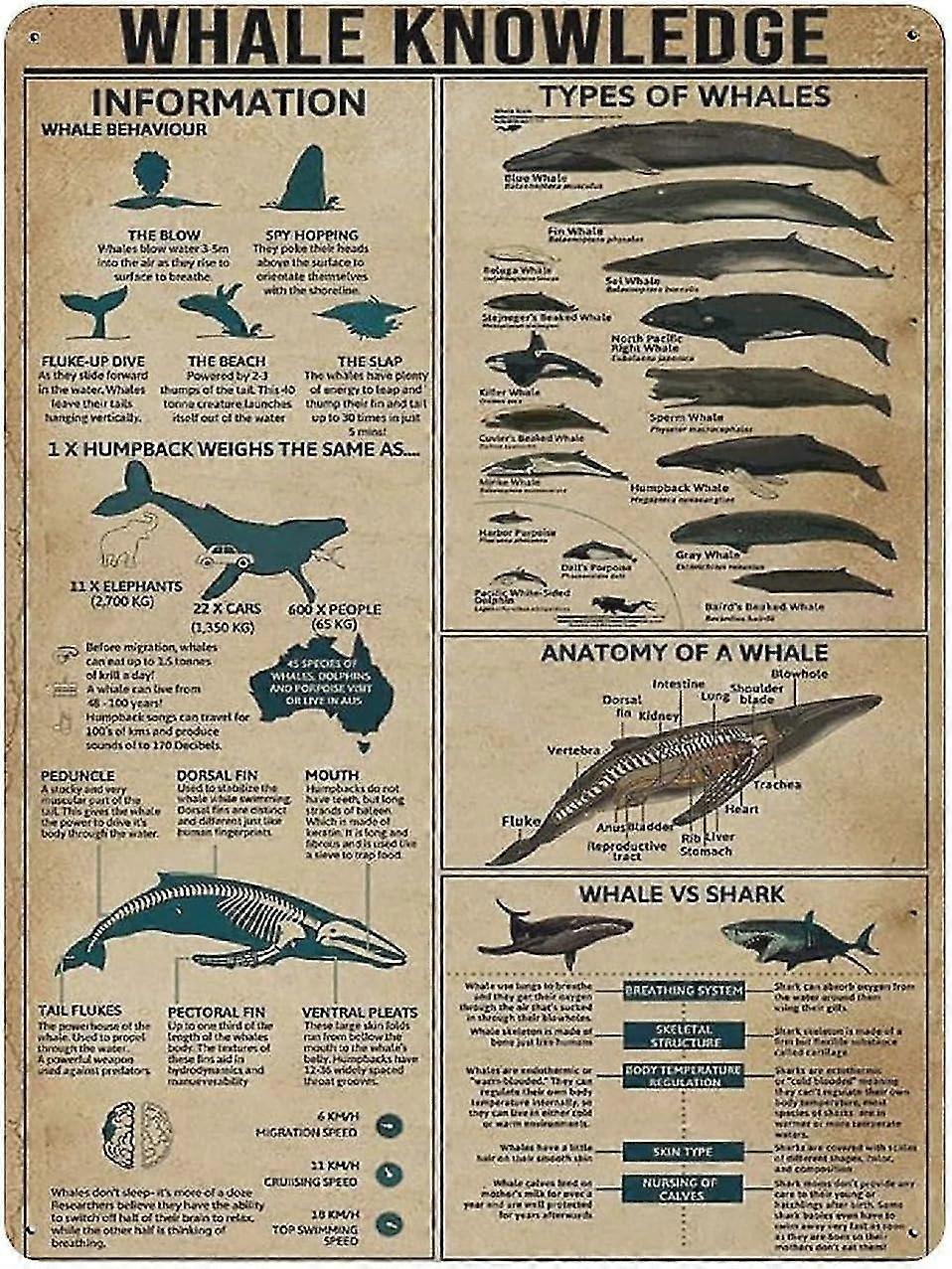 Placa de Metal Whale Knowlegde Vintage Tin Poster Metal Sign 8x12 Polegadas OU 12x16 Polegadas Modo 1940