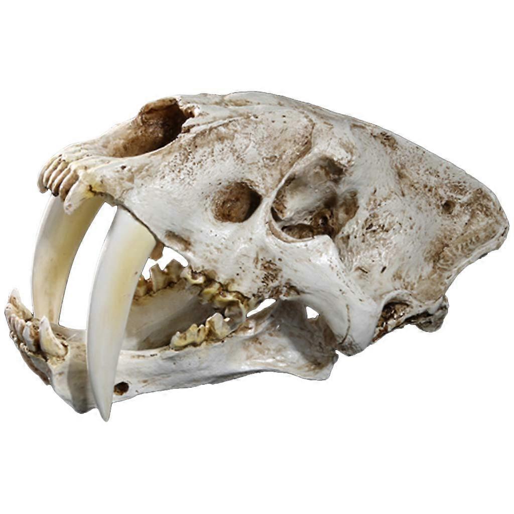 1:1 sabertooth skull made of synthetic resin for head model, home decoration, sanctuary