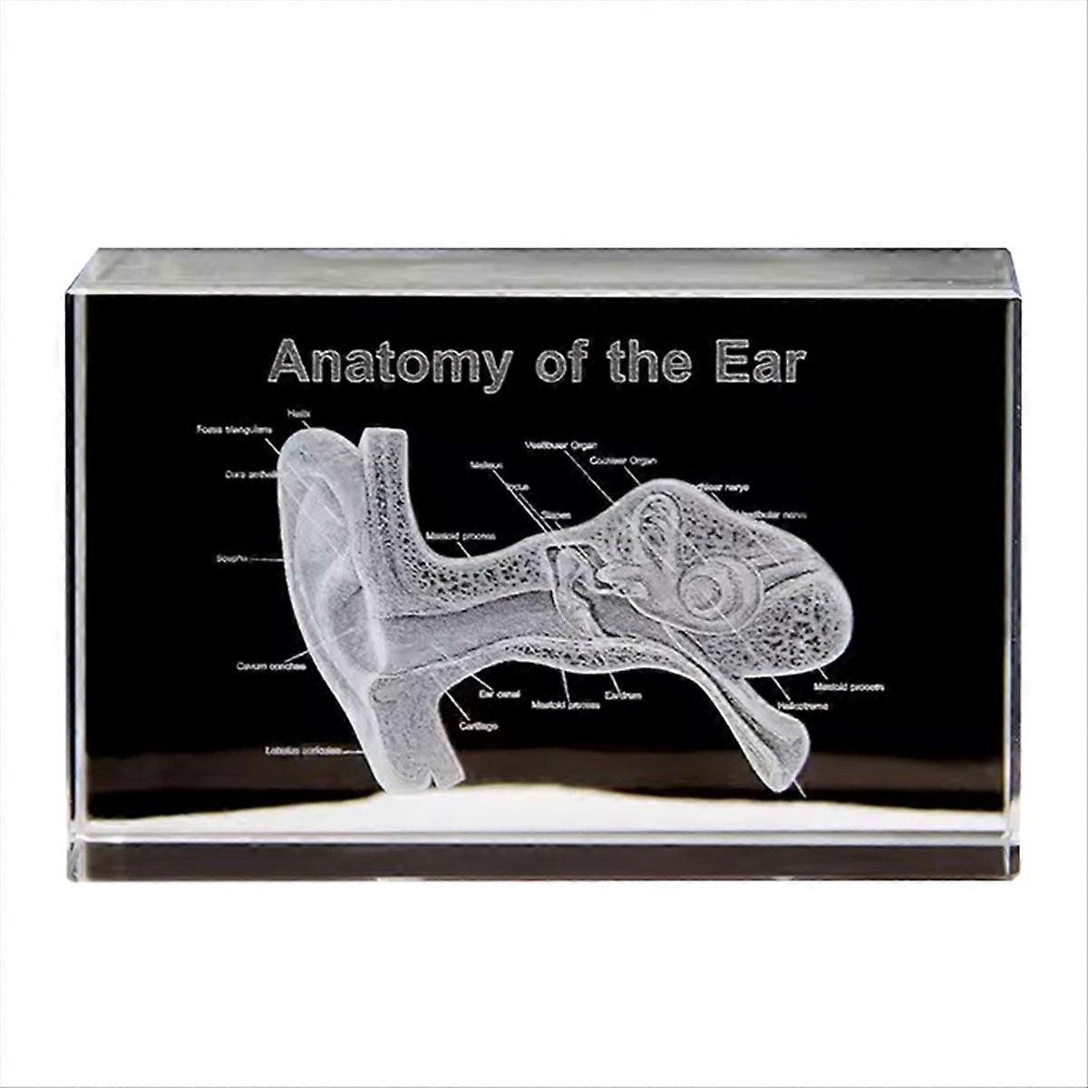 3D Ear Organ Model, Crystal Cube, Science Gift, A