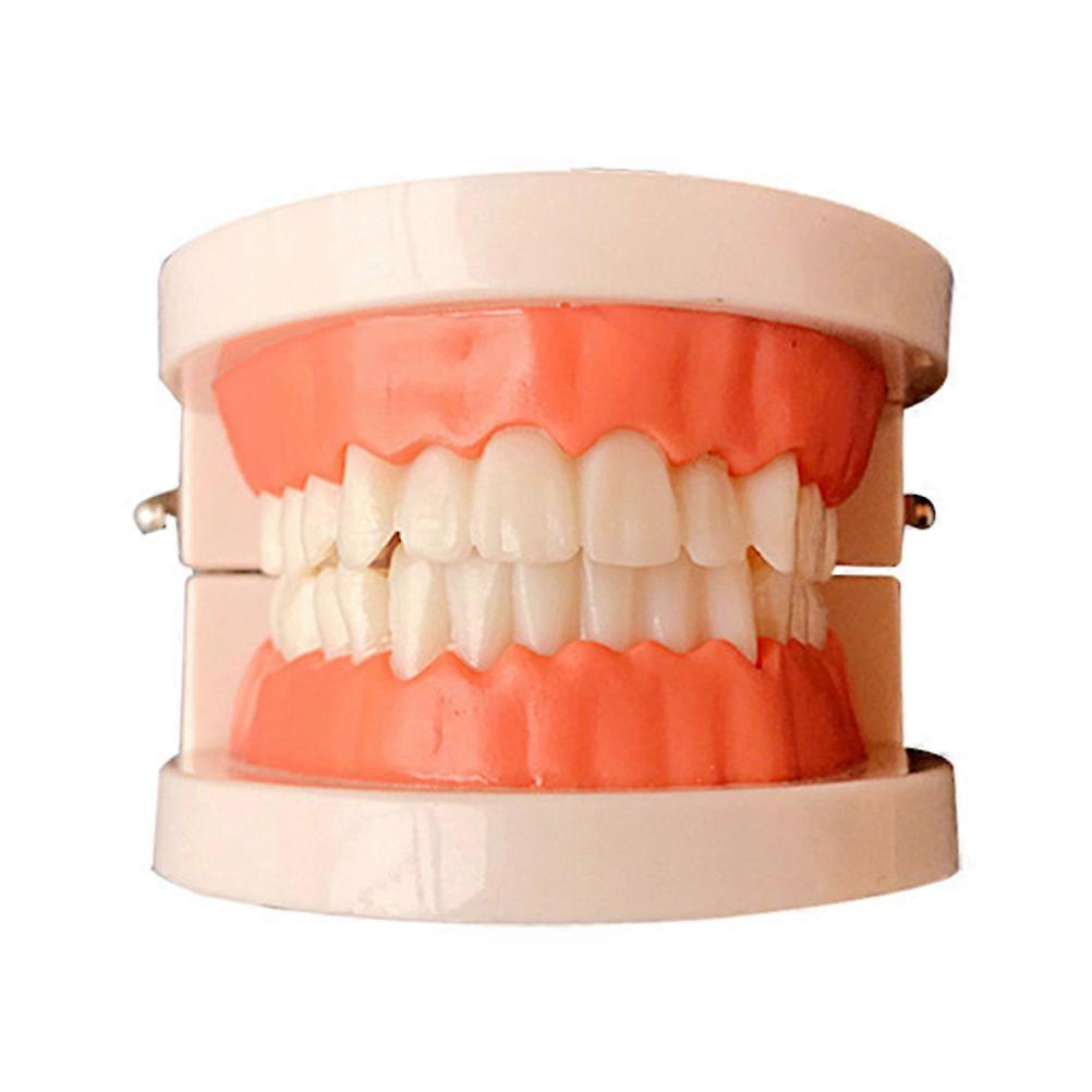 Standard Teeth Model Tannpuss Modell Typodont Demonstrasjon for undervisning