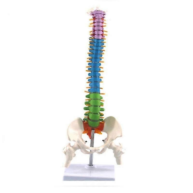 45cm 骨盆和脊柱人体脊柱模型 - 医学生解剖学教具