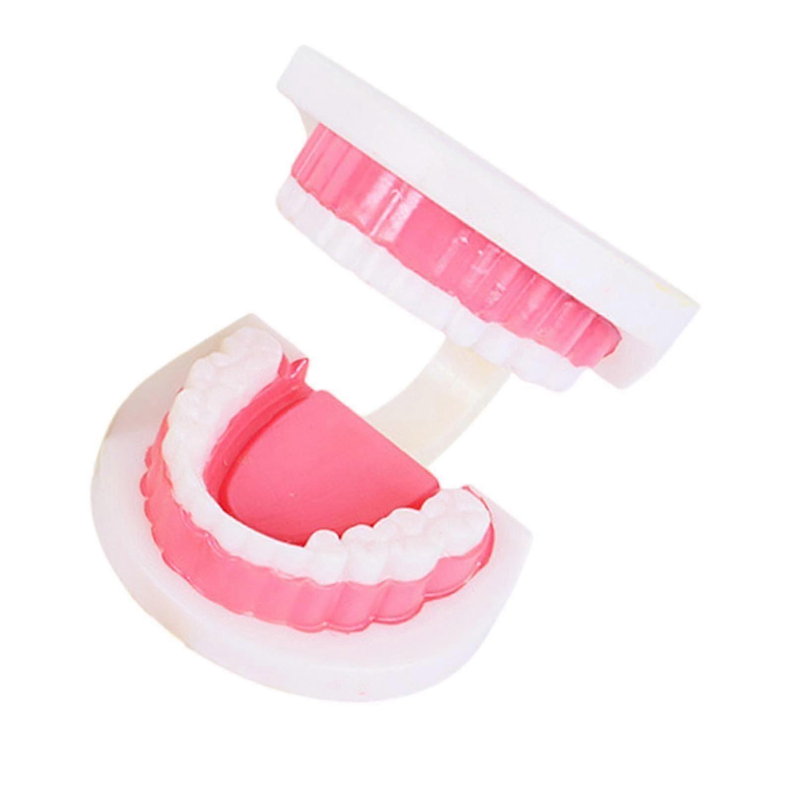 Tooth Model Study Gifts for Teaching Practice Dental Teaching Brushing Model Normal