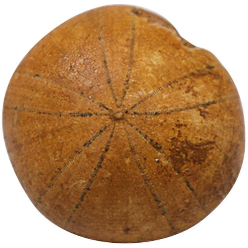 Sea Animals Figures Sea Teaching Sample Classroom Use Chocolate Color Decorative 1Pcs