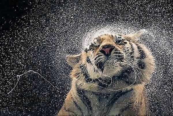Tim Flach : KanjaJigsaw Puzzle Brain Teaser P0518