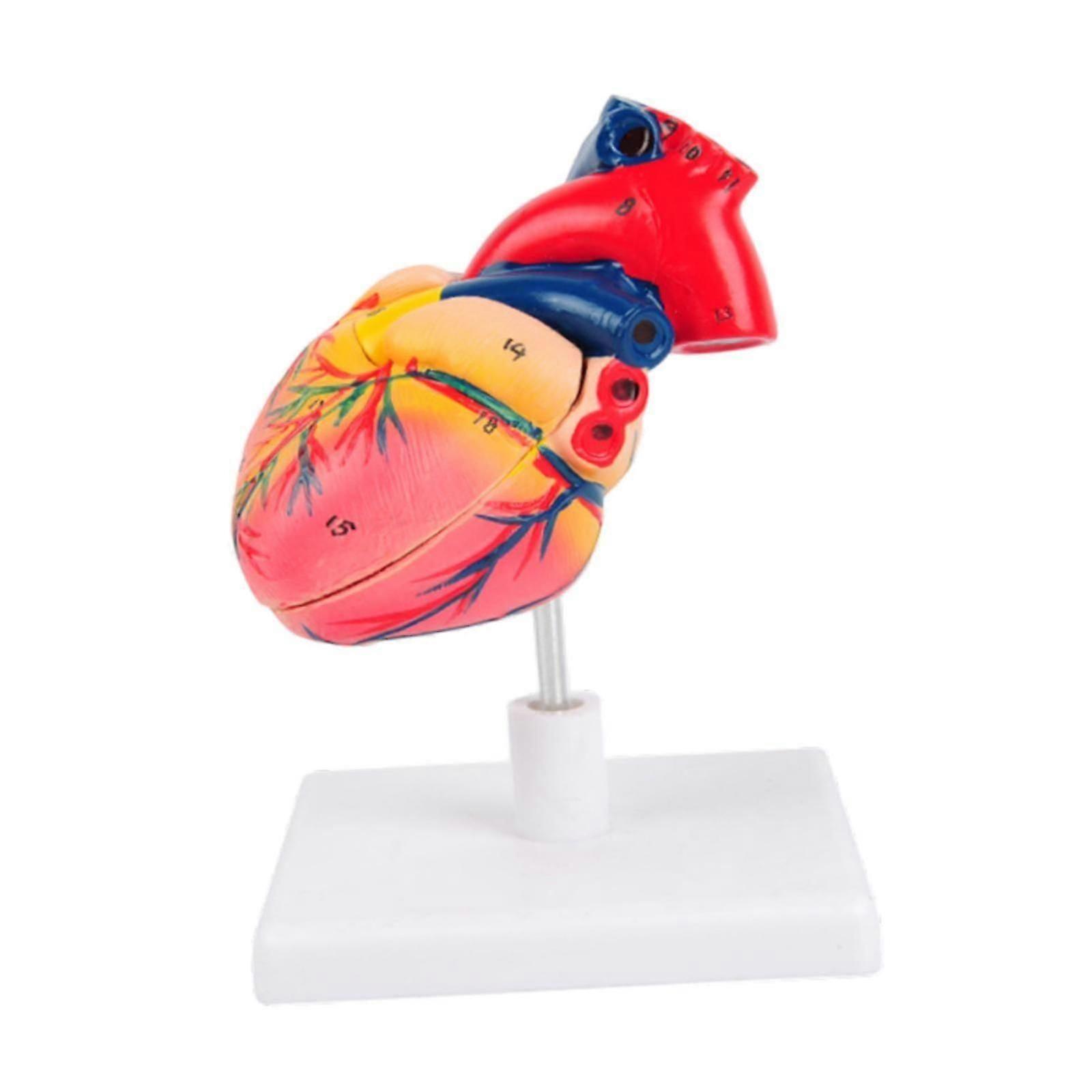 Human Heart Model Science Teaching Aids for Displaying Cardiac Labs Studying