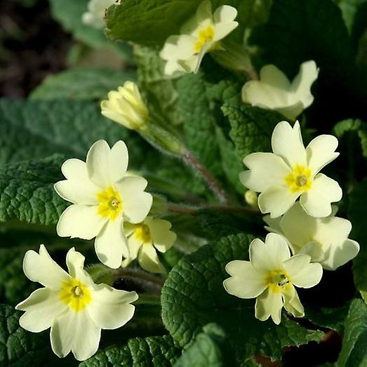 Primula Vulgaris. Primroză sălbatică.
